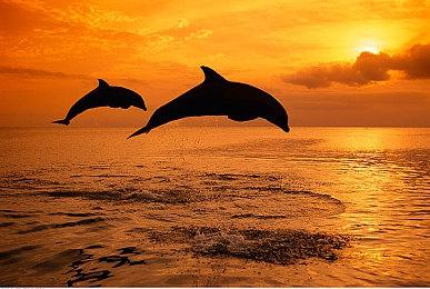 加入xpg？反作弊更新？ 动视突然对十款《使命召唤》系列游戏进行维护