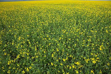 Netflix展示《生化危机》新真人剧集首个视频片段